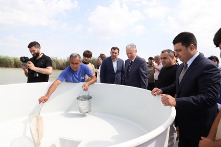 Neftçala rayon İcra Hakimiyyətində silsilə tədbirlər davam edir