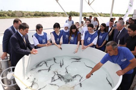 Neftçala rayon İcra Hakimiyyətində silsilə tədbirlər davam edir