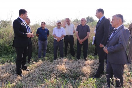 Neftçala rayon İcra Hakimiyyətində silsilə tədbirlər davam edir