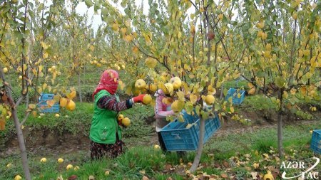 "Ələsgər Əhmədovun İdarəçiliyi ilə Saatlıda Müasir Bağçılıq Nümunəsi: 'Eşmə' Heyva Növü"