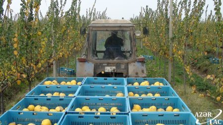 "Ələsgər Əhmədovun İdarəçiliyi ilə Saatlıda Müasir Bağçılıq Nümunəsi: 'Eşmə' Heyva Növü"